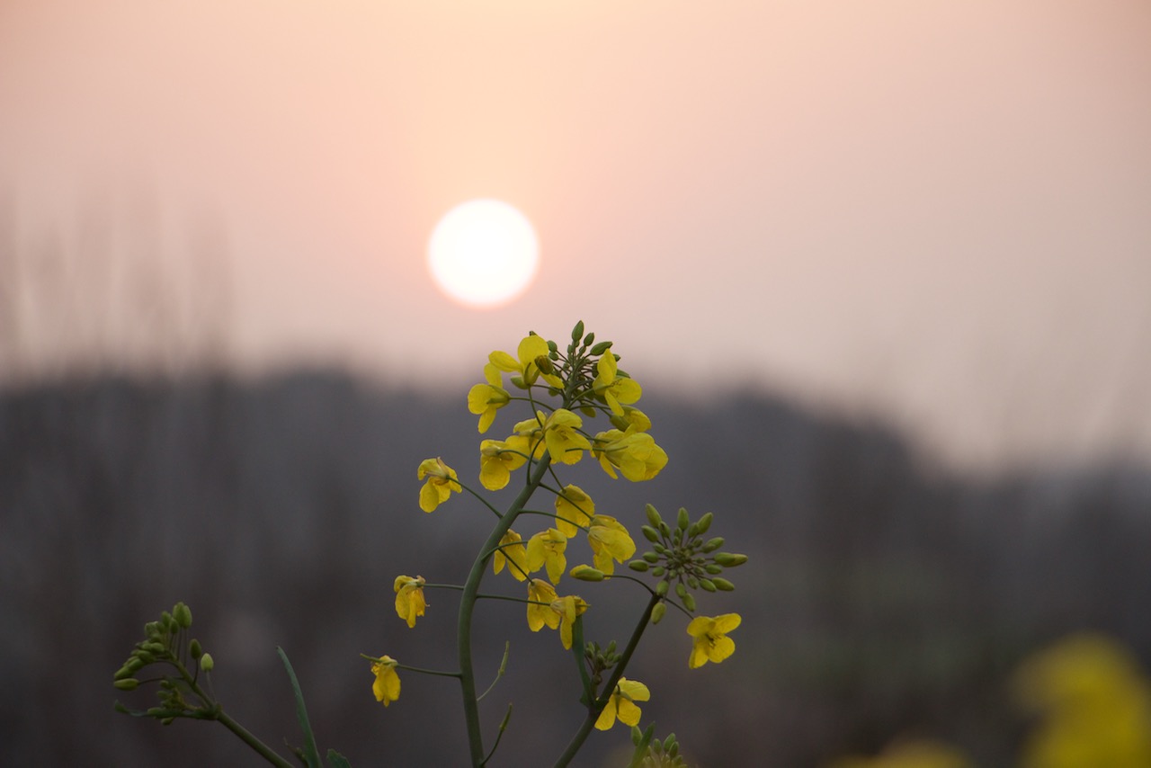 油菜花