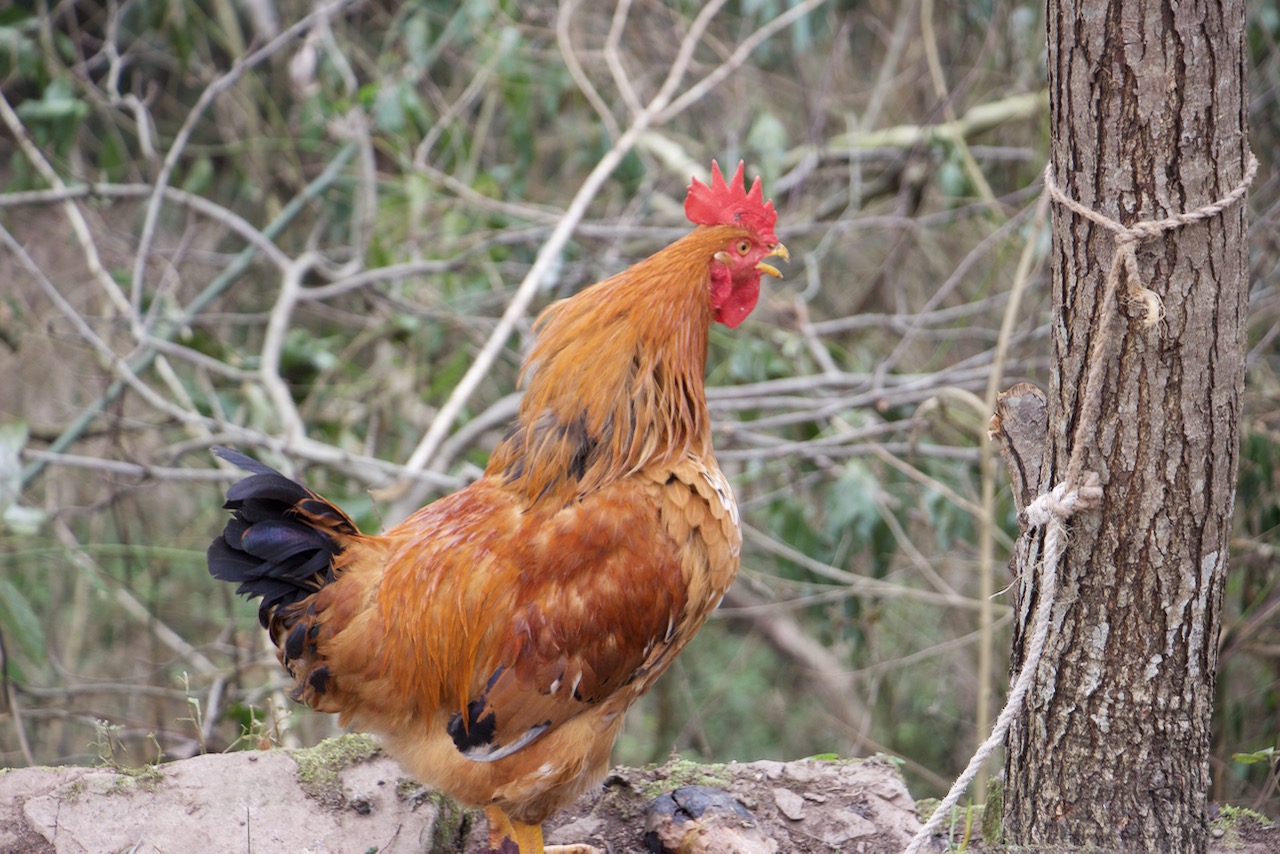 一只鸡公的命运