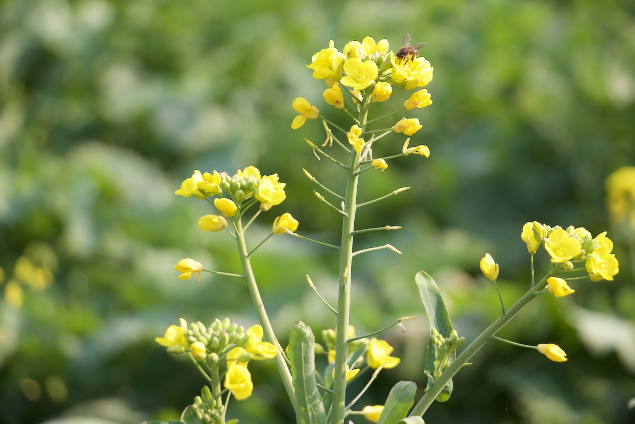 油菜花和蜜蜂