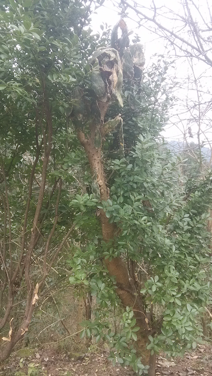 仙人掌和万年青，拍摄于2015年春节